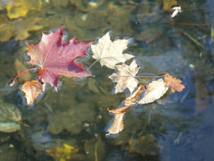 Herbsteindrücke im Matzenpark (Foto: A. Prock)